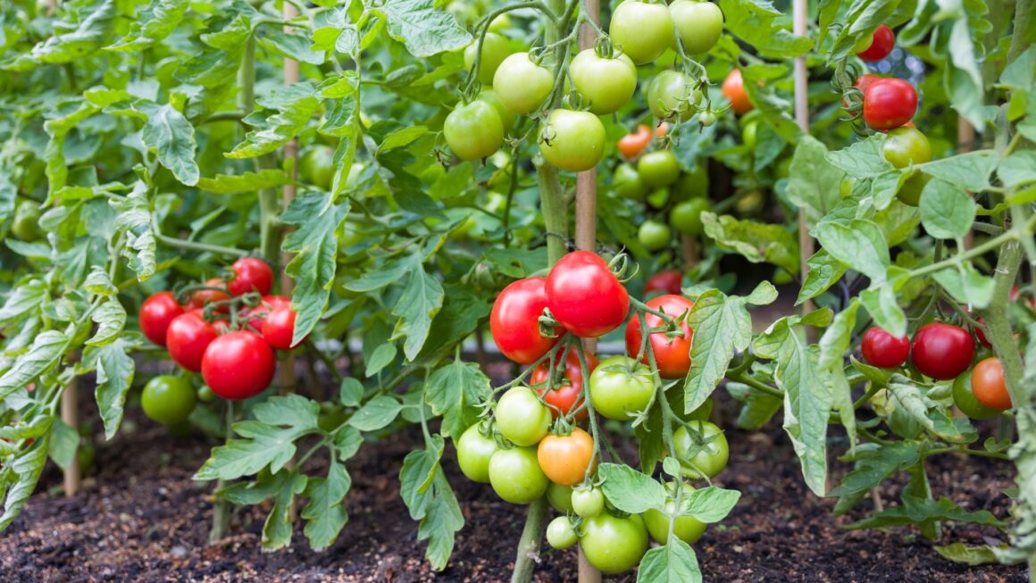 Culture Gardeners