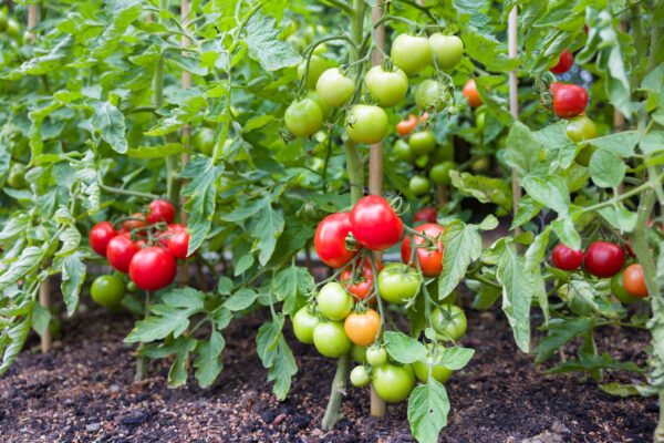 Culture Gardeners